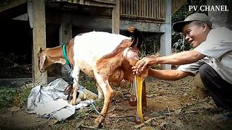 Kambing Melahirkan Kembar Belajar Bermain Dengan Anaknya Apa